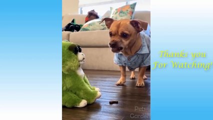 Funny Cats and dogs You Will Die Laughing - Funniest Dogs And Cats Compilation