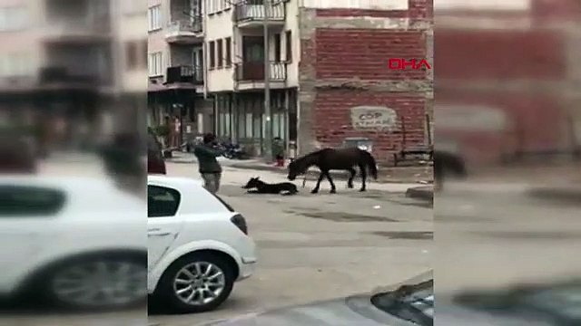 BURSA At, sokak ortasında doğum yaptı