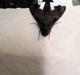 Captan MARIPOSA CON ROSTRO DEL DI@BLO en Colombia 2020 el 21 de Marzo del 2020 | Ciudad de Buga