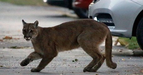 Profitant de la quarantaine, des animaux sauvages s'invitent dans les rues désertées par les humains