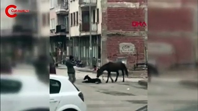 At sokak ortasında doğum yaptı
