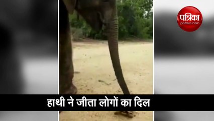 इस कछुए के लिए हाथी ने किया ऐसा काम, वीडियो देखकर लोगों ने कहा 'वाह'