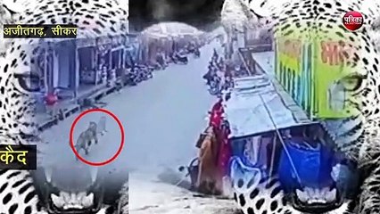 VIDEO में देखें... पैंथर ने आबादी में कैसे मचाया 7 घंटे आतंक