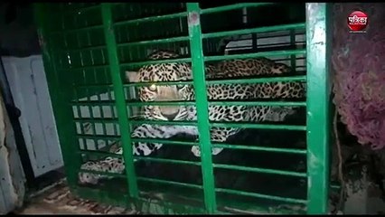 सीकर में फिर पैंथर का आतंक, जान बचाकर भागते रहे लोग, 4 को बनाया शिकार