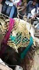 Video: Bijnor Police ने ऐसे बचाई गाय की जान