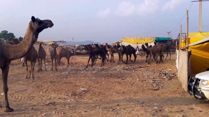 रेतीले धोरों में कंकरीट की जाजम पर राज्य पशु ऊंट का छलका दर्द