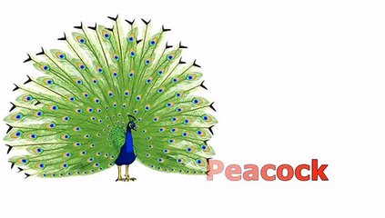 Birds name with picture for preschool kids