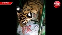 tiger video viral with eat the meat, kanha tiger reserve