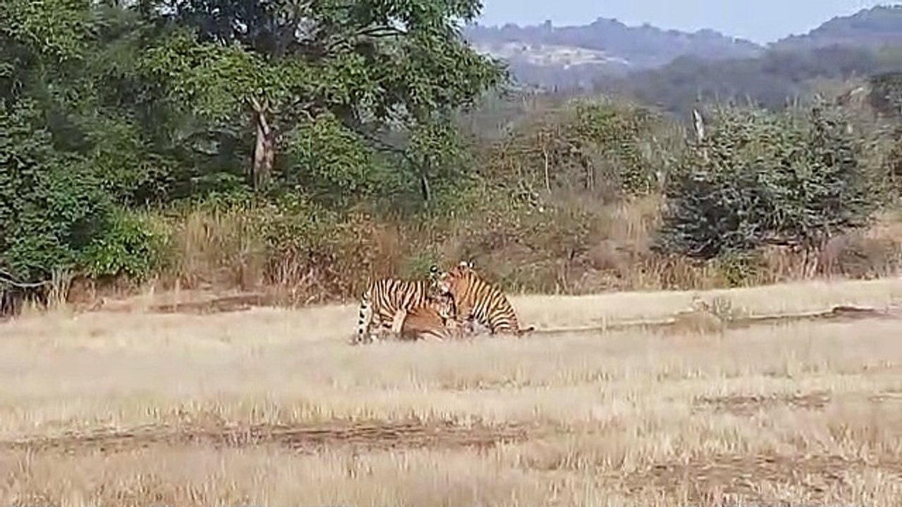 रणथंभौर नेशनल पार्क में इन दिनों टाइगर की शानदार सेटिंग देखे पूरा वीडियो