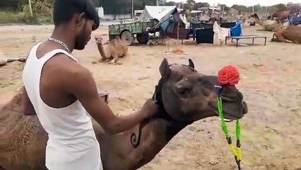 Pushkar Fair 2019 : मेला मैदान में बढऩे लगी रौनक, 540 पशु पहुंचे