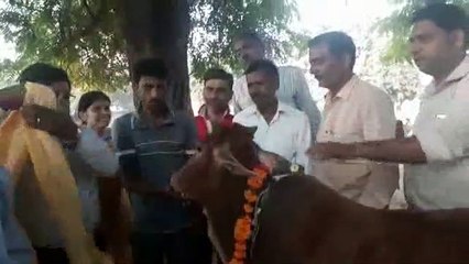 गौशाला का निरीक्षण करने पहुंचे नोडल अधिकारी पल भर में व्यवस्थाएं हो गईं दुरूस्त