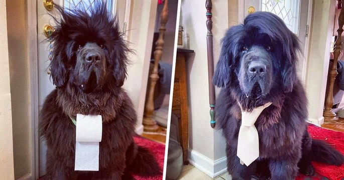 Decouvrez pourquoi son chien est devenu une star depuis le confinement