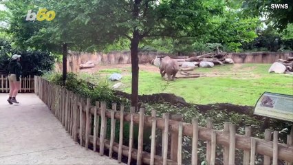 Rambunctious Rhino! Watch This Rhino Prance About When He Sees His Zookeeper!