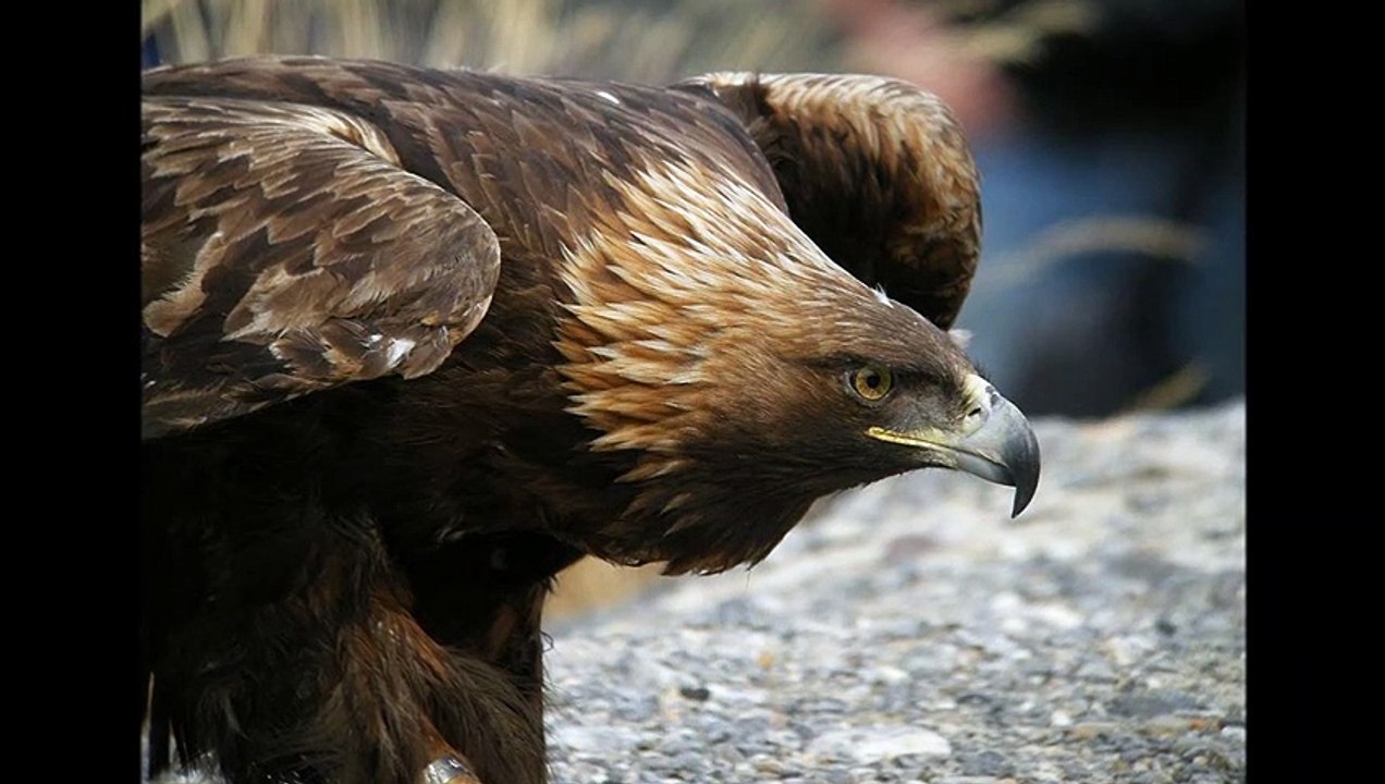 Mon film "Aigle"