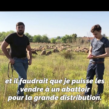 La vente d'agneaux pour Pâques, c'est foutu, la vente de laine en Chine aussi : un berger varois témoigne