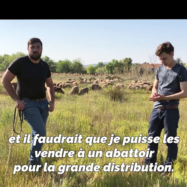 "La vente d'agneaux pour Pâques, c'est foutu, la vente de laine en Chine aussi": un berger varois témoigne