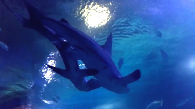 Apareamiento de dos tiburones grises en el Oceanogràfic de València