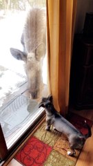 Dog and Moose Make Friends Through Glass Door