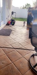 Doggy Uses Doormat Like a Pro