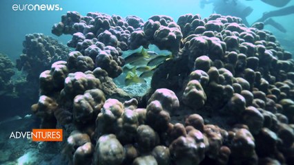 Adventures – Explore, dive and discover the sealife in Dubai’s waters