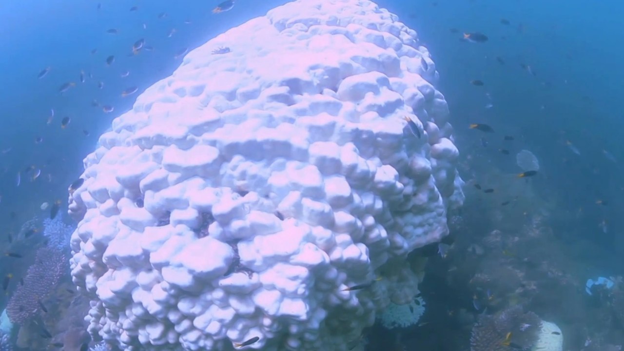 Australia's Great Barrier Reef shows record dev...