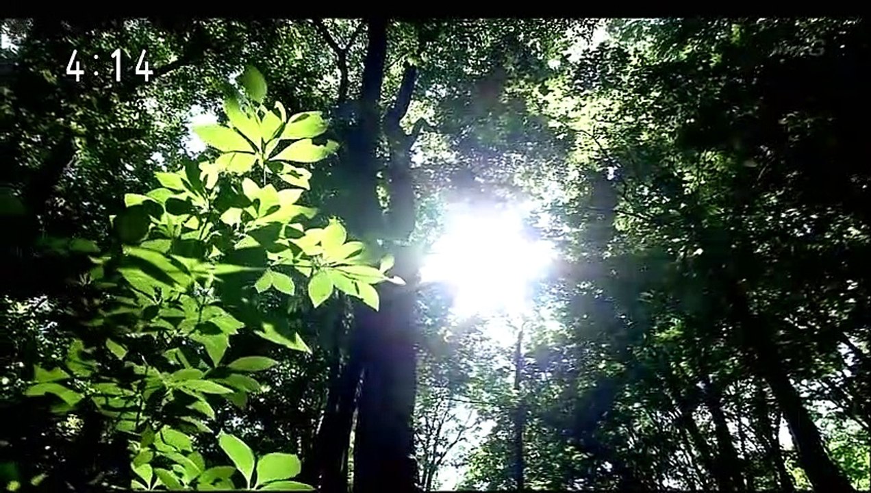 調整犬 20170803