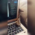 Ce chaton déteste le télétravail hahah