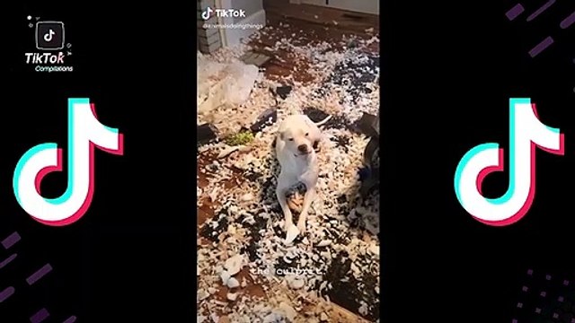 Compilation des animaux les plus drôles sur TikTok !