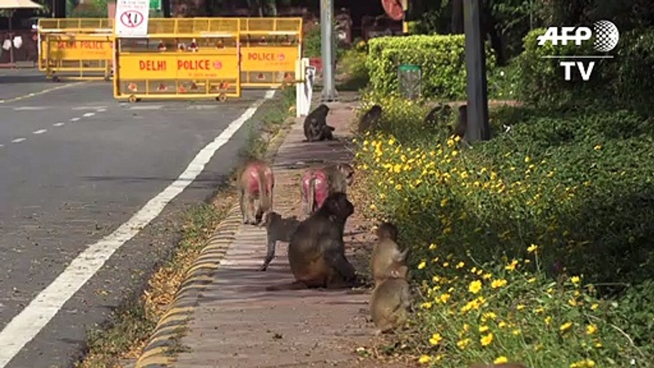 Profiteure der Corona-Krise: Affen erobern Neu Delhi