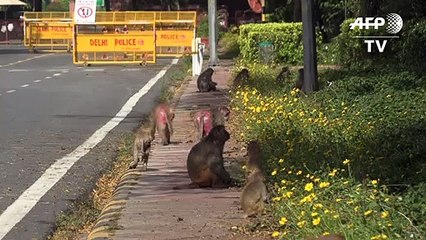 Profiteure der Corona-Krise: Affen erobern Neu Delhi