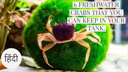 These Freshwater Crabs Can Live in your Aquarium.