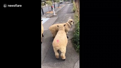 'Ram-bush!' Angry sheep attacks Aussie taking a walk during coronavirus lockdown