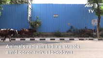 Monkeys, dogs, cows reclaim India's streets amid virus lockdown