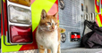Ce chat errant a élu domicile dans une caserne de pompiers