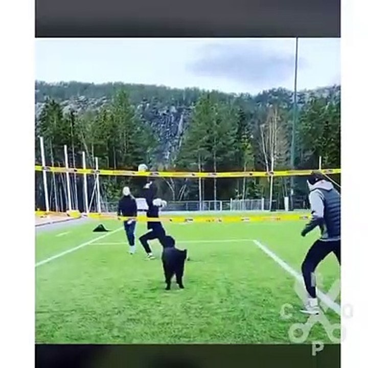 Dog is big player