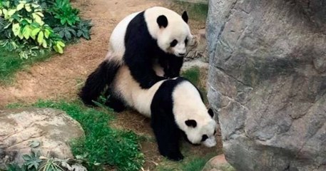 Après neuf ans de vie commune, deux pandas s'accouplent enfin dans un zoo fermé au public