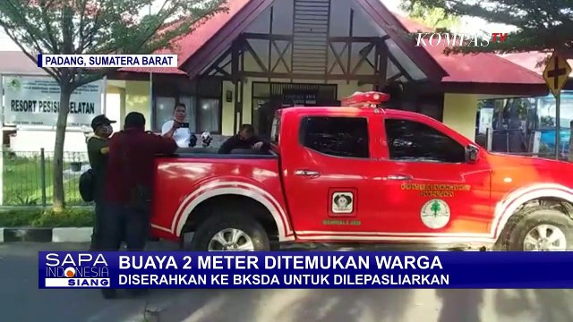 Buaya 2 Meter Keliaran Ditangkap Warga, Lanjut Diserahkan ke BKSDA