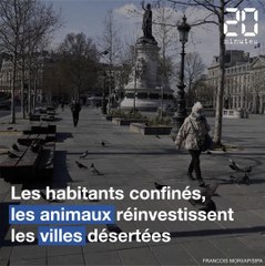 Download Video: Confinement : Les animaux réinvestissent les villes désertées par les humains