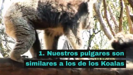 8 curiosidades sobre los dedos de la mano