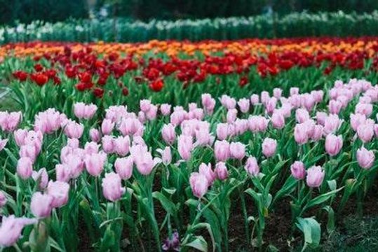 How One Zoo Is Bringing Flowers, Animals, and Earth Day Online