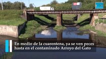 Increíble: con la cuarentena, en los arroyos de La Plata ya se ven peces y hasta tortugas de agua