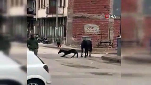 Sokak ortasında doğum yaptı