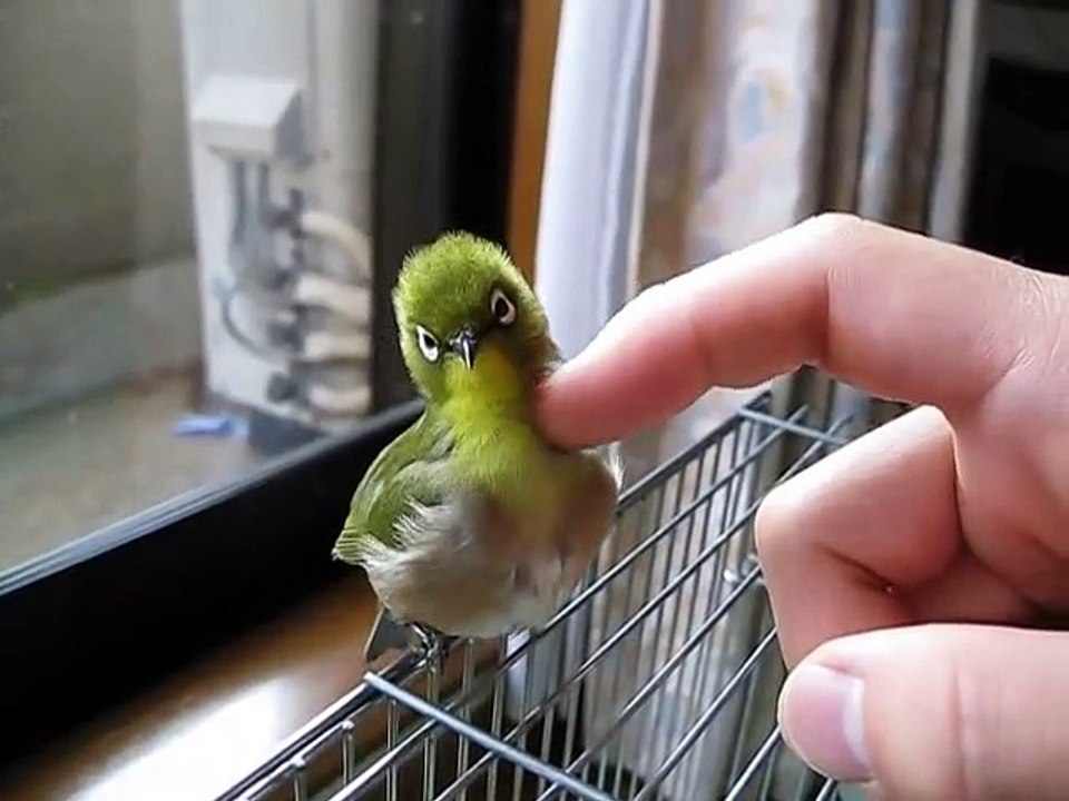 Ce petit oiseau adore les calins