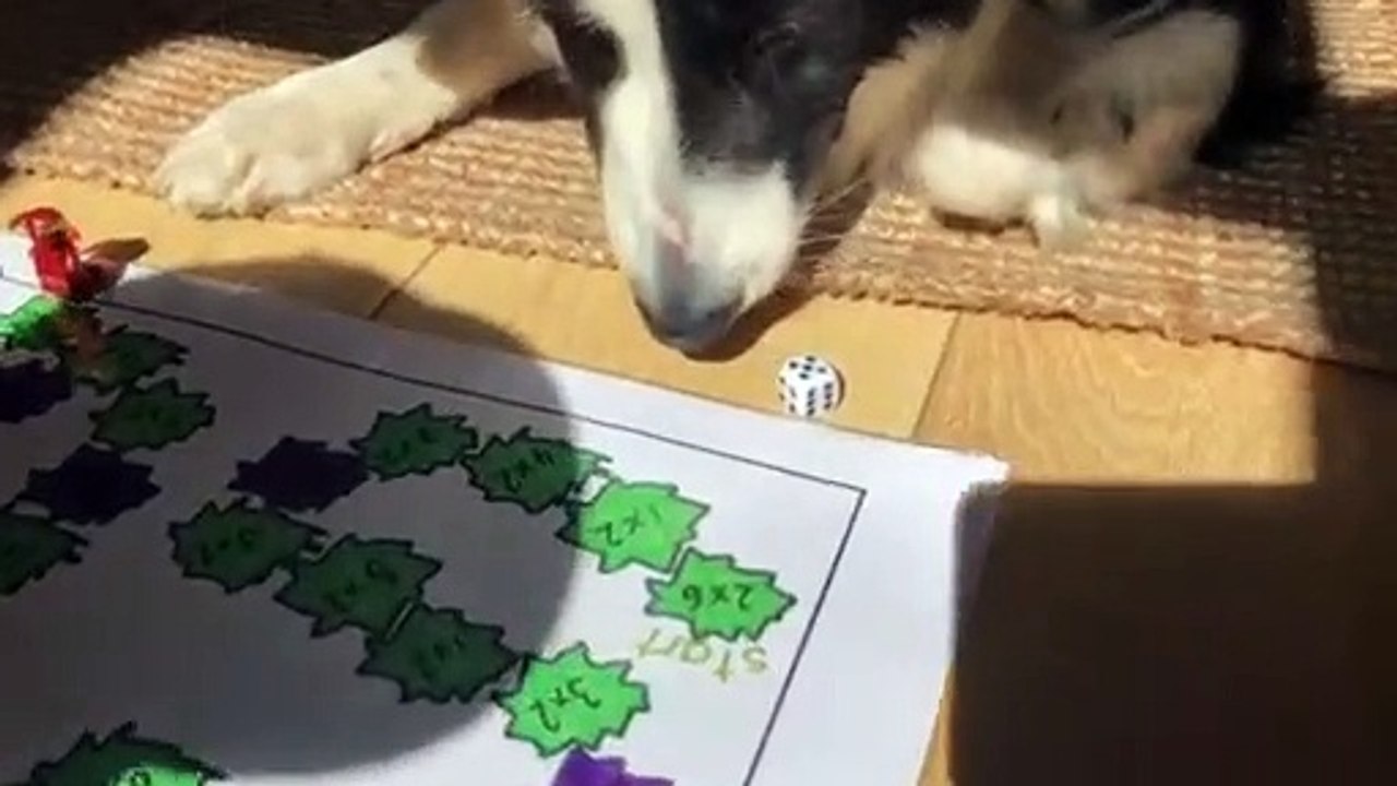 Biggin 10-year-old’s best pal border collie has a head for maths 