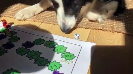 Biggin 10-year-old’s best pal border collie has a head for maths 