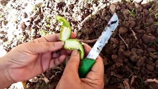 How to grow Green chilies at home???