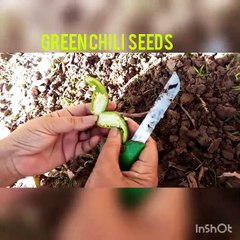 How to grow Green chilies at home???