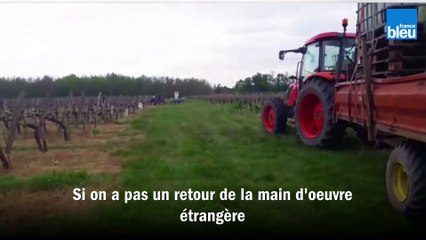 Confinement en Gironde : en manque de salariés, un viticulteur recrute un maçon et un plombier