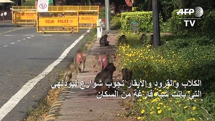 الكلاب والقرود والأبقار تجوب شوارع نيودلهي