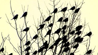 Birds in Nature Enjoying Lockdown-NY